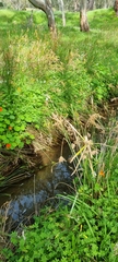 Cyperus vaginatus