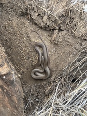 Coluber constrictor flaviventris