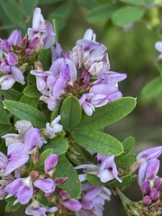 Lespedeza violacea