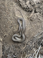 Coluber constrictor flaviventris