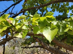 Betula occidentalis