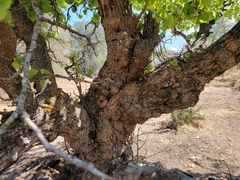 Betula occidentalis
