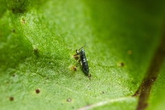 Lepidocyrtus paradoxus