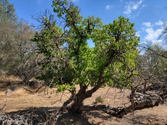 Betula occidentalis
