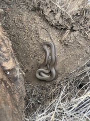Coluber constrictor flaviventris