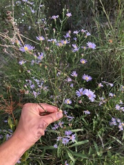 Symphyotrichum