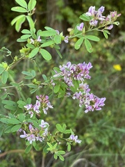 Lespedeza violacea