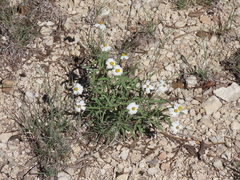 Melampodium leucanthum