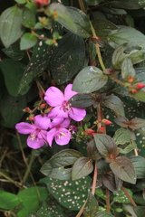 Heterotis rotundifolia