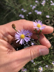 Symphyotrichum
