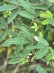 Lespedeza violacea