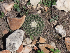 Mammillaria heyderi