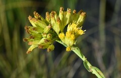 Senecio hydrophilus