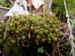 Syntrichia