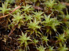 Syntrichia
