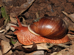 Megalobulimus