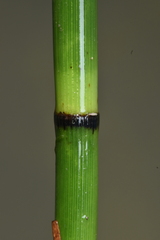 Equisetum fluviatile