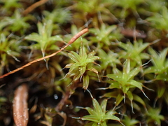 Syntrichia