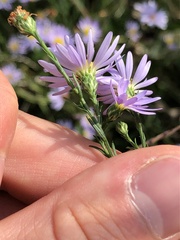 Symphyotrichum