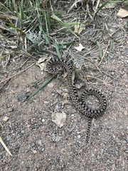 Pituophis catenifer sayi