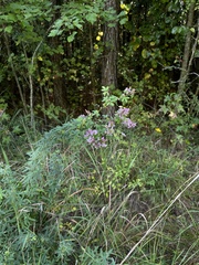 Lespedeza violacea