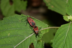 Pyrrhopeplus carduelis
