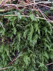 Mniaceae