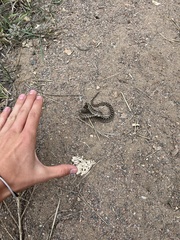 Pituophis catenifer sayi