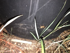 Dysdera crocata