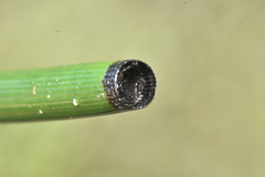 Equisetum fluviatile