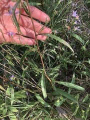 Symphyotrichum