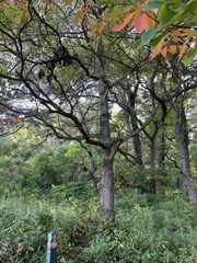 Malus prunifolia