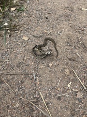 Pituophis catenifer sayi