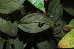 Heterotis rotundifolia
