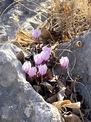 Cyclamen graecum graecum