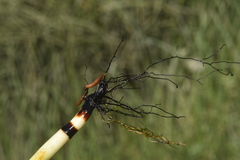 Equisetum fluviatile