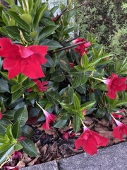 Mandevilla sanderi