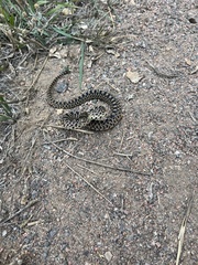 Pituophis catenifer sayi