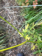 Ligusticum