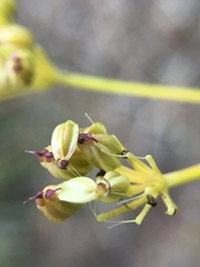 Ligusticum
