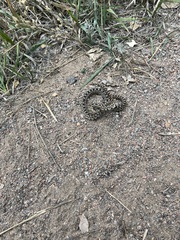 Pituophis catenifer sayi