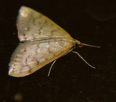Polygrammodes flavidalis