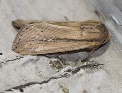 Leucania phragmitidicola