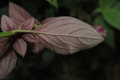 Heterotis rotundifolia