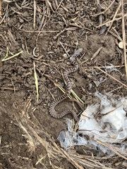 Coluber constrictor flaviventris