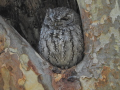 Megascops kennicottii