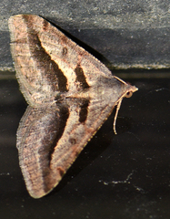 Digrammia subminiata