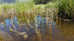 Hippuris tetraphylla