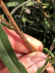 Symphyotrichum