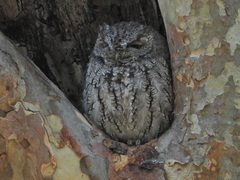 Megascops kennicottii